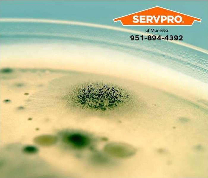 Mold spores grow in a Petrie dish.