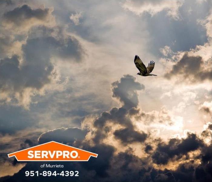 A red-tailed hawk flies through the sky after a thunderstorm.