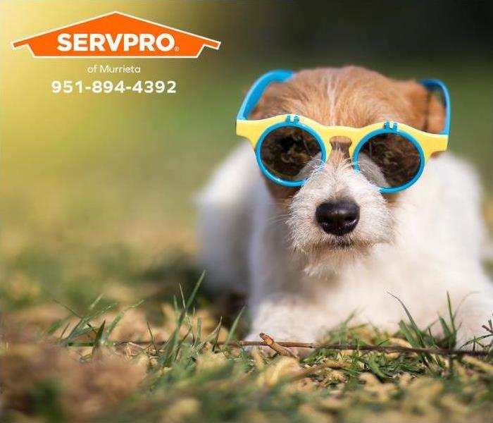 A dog wearing sunglasses cools off in the grass on a hot day.