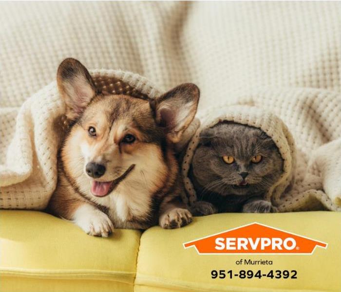 A dog and a cat huddle underneath a blanket during a thunderstorm.