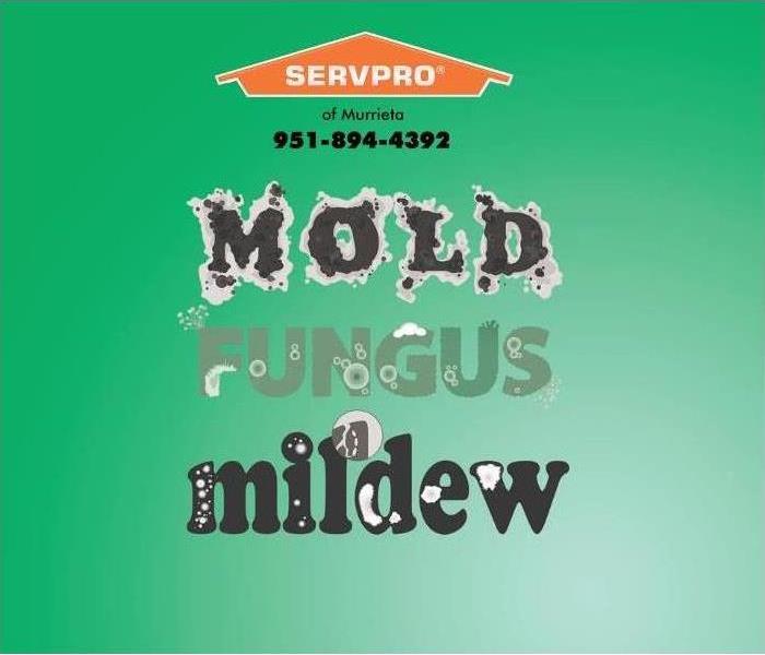 mold and mildew on green background
