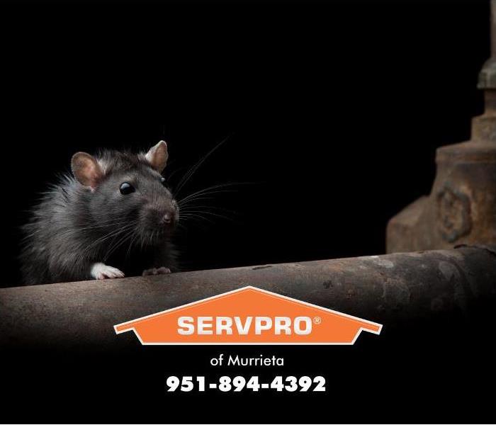 rat sitting on a pipe