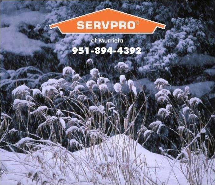 snow dusting on plants
