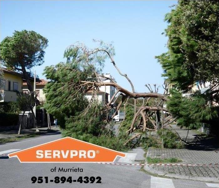 wind damage with trees down