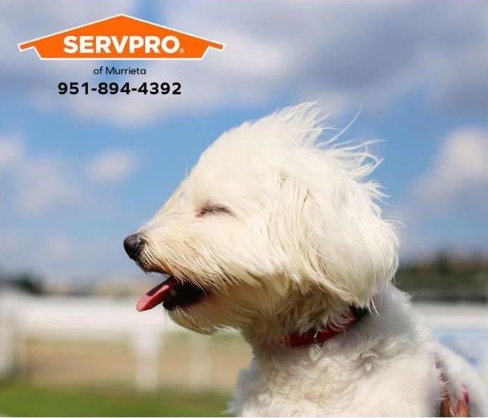 A dog’s fur is blown off its face during a wind gust.