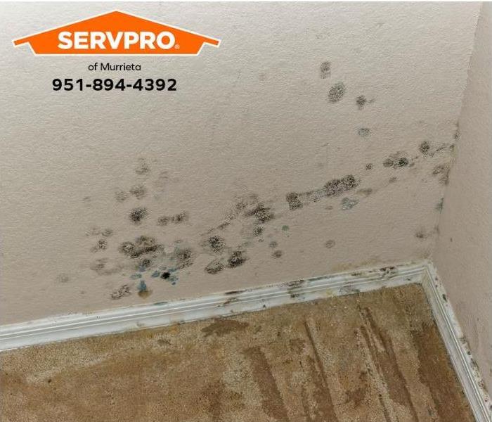 Mold is visible on walls inside a house.
