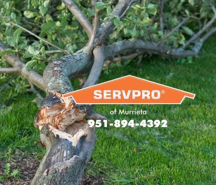 A tree has fallen over.