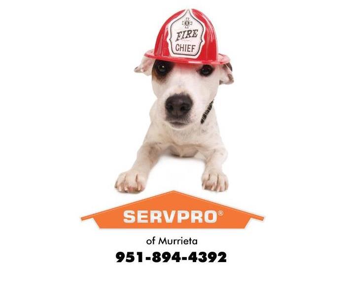 A white dog is shown wearing a red fire chief helmet.
