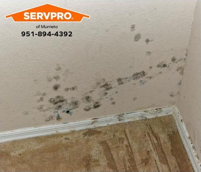 Mold is visible on walls inside a house.